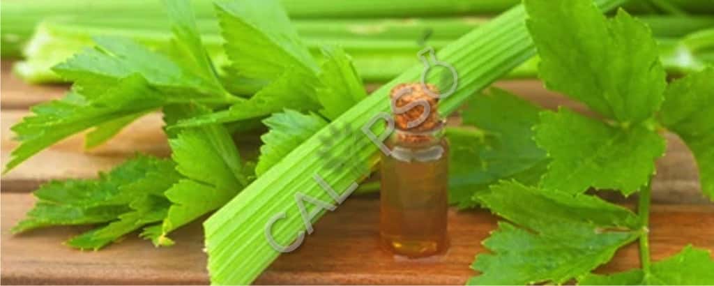 Aceite de especia de apio
